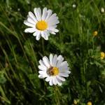 Sommer