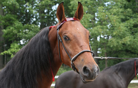 American Saddlebred